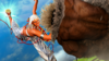 SF6 Elena 214214k ca.png