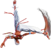 SF6 Elena jhk.png