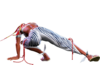 SF6 Elena 2mk.png