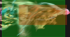 SF6 Cammy 236hk hold 2 hitbox.png